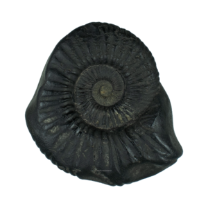 Sarvottam Golden Mahavishnu Sudarshan Chakra Shaligram