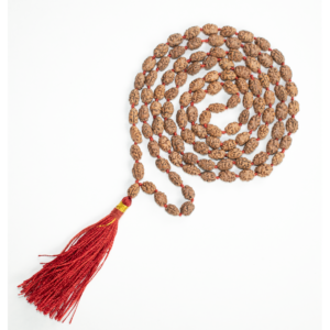 2 Mukhi Rudraksha Mala - 108+1 Beads (Lab certified)