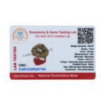 2 Mukhi Rudraksha Kantha / Moon Kantha / Two Face Rudraksha Kantha (32+1 Beads)