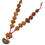 Rudraksha Sarvasiddhi Mala (1-14 Face Gaurishankar & Ganesh Rudraksha) - Nepal Beads
