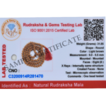 8 Mukhi Rudraksha Mala - 108+1 Beads - Lab Certified