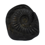 Sacred Hanuman Shaligram Idol - I - Carved on Sudarshan Shaligram
