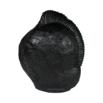 Adbhut Tirupati Balaji Shaligram Idol - XV - Carved on Shaligram
