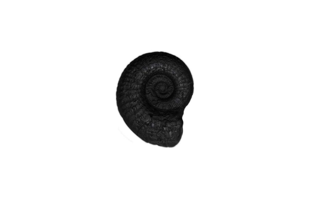 Sacred Sudarshan Shankh Shaligram - III