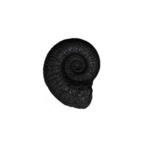 Sacred Sudarshan Shankh Shaligram - III