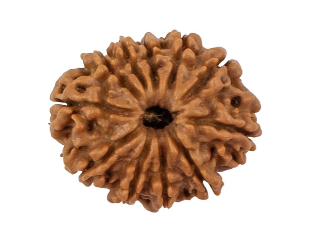 11 Mukhi Rudraksha/Eleven Face Rudraksha - Nepal Bead (24.47 mm)