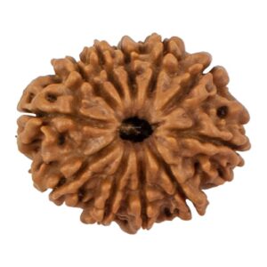 11 Mukhi Rudraksha/Eleven Face Rudraksha - Nepal Bead (24.47 mm)