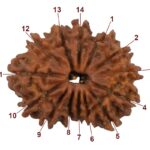 14 Mukhi Rudraksha/Fourteen face Rudraksha - Nepal Bead (23.99 mm)