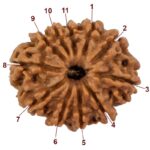 11 Mukhi Rudraksha/Eleven Face Rudraksha - Nepal Bead (24.47 mm)