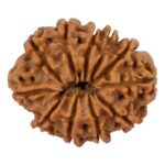 11 Mukhi Rudraksha/Eleven Face Rudraksha - Nepal Bead (24.47 mm)