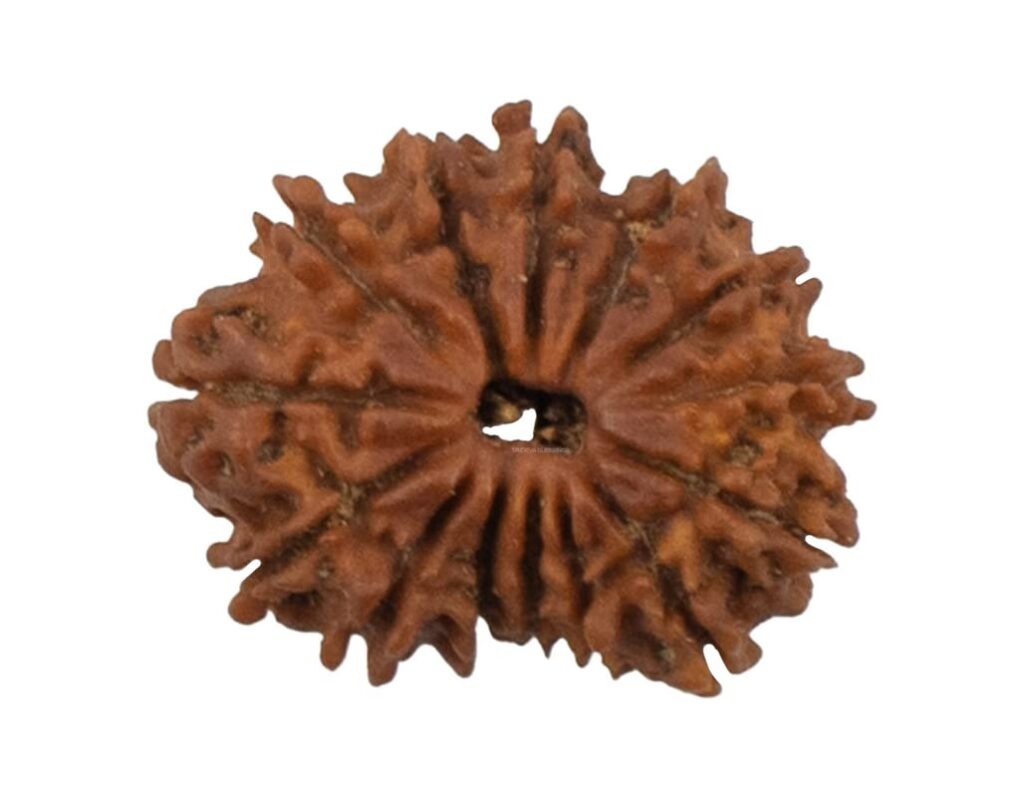 14 Mukhi Rudraksha/Fourteen face Rudraksha - Nepal Bead (23.99 mm)