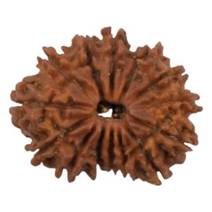 14 Mukhi Rudraksha/Fourteen face Rudraksha - Nepal Bead (23.99 mm)