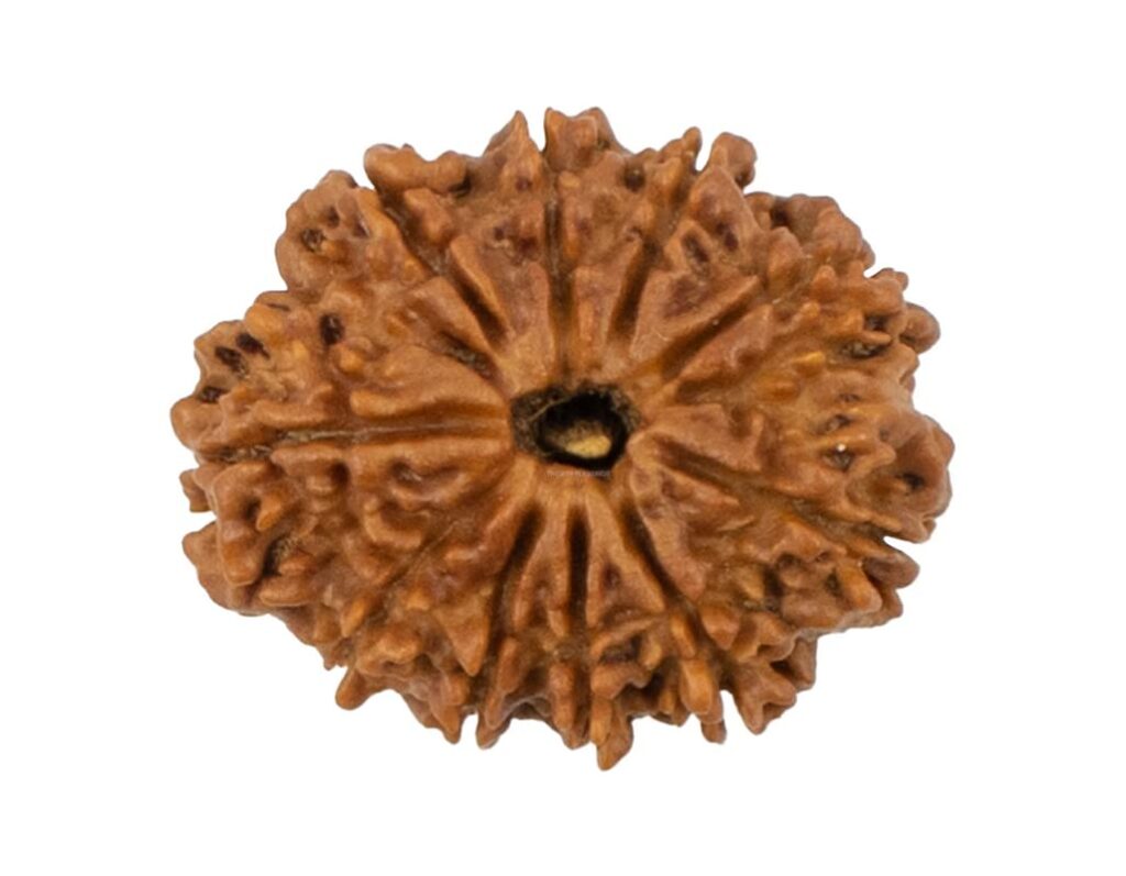 10 Mukhi Rudraksha/Ten Face Rudraksha - Nepal Bead (25.28 mm)