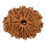 10 Mukhi Rudraksha/Ten Face Rudraksha - Nepal Bead (25.28 mm)