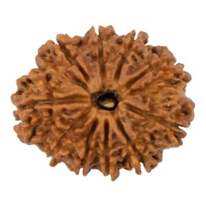 10 Mukhi Rudraksha/Ten Face Rudraksha - Nepal Bead (25.28 mm)