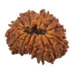 14 Mukhi Rudraksha/Fourteen face Rudraksha - Nepal Bead (23.99 mm)
