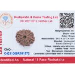 11 Mukhi Rudraksha/Eleven Face Rudraksha - Nepal Bead (24.47 mm)