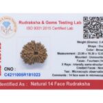 14 Mukhi Rudraksha/Fourteen face Rudraksha - Nepal Bead (23.99 mm)