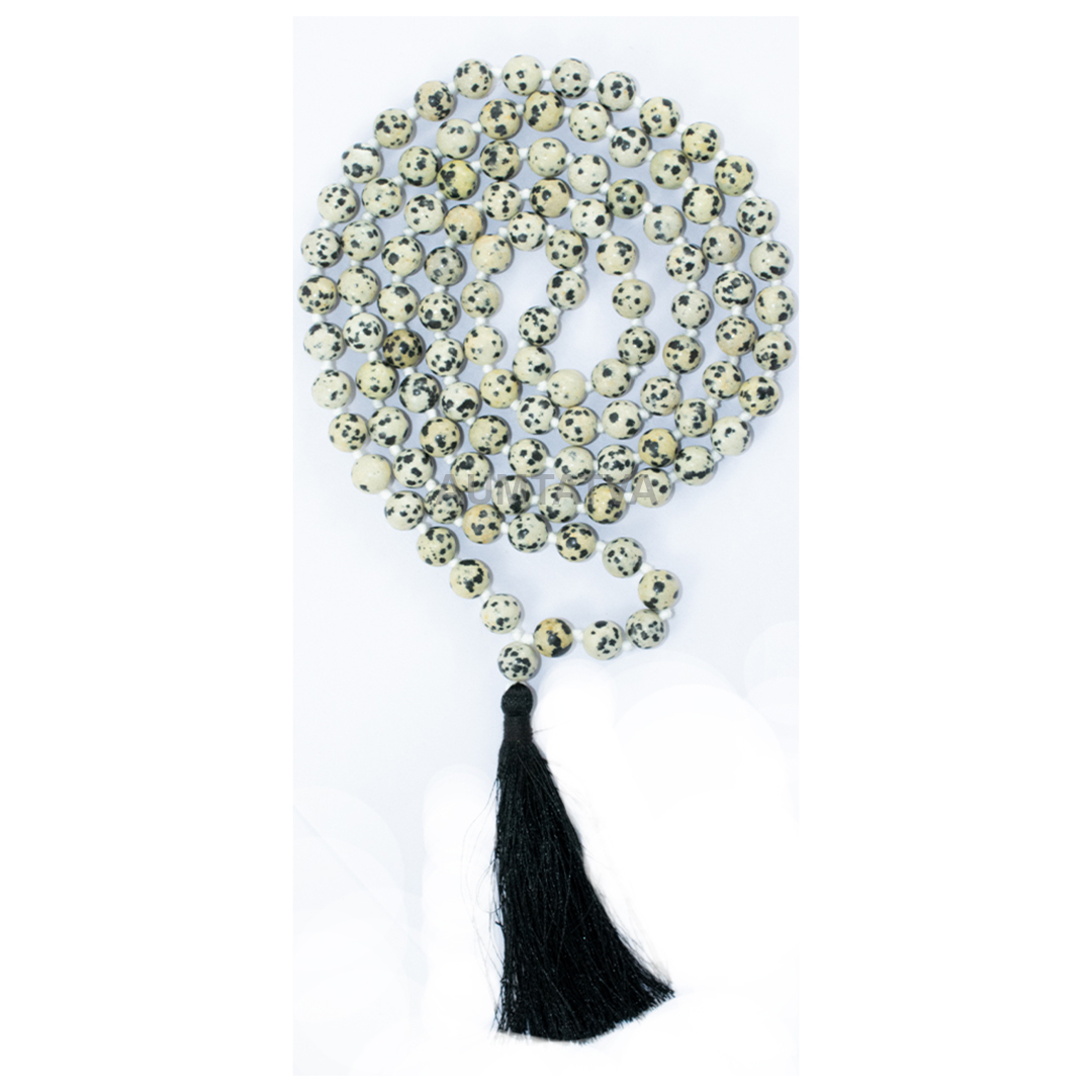 DALMATIONJASPERMALA1