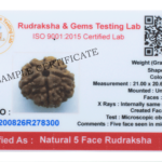 5 Mukhi Rudraksha/Five Face Rudraksha - Lab Certified