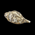Lord Hanuman Ji carved in Vamavarti Left hand Shankh
