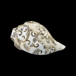 Lord Hanuman Ji carved in Vamavarti Left hand Shankh