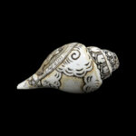 Lord Radha Krishna Ji carved in Vamavarti Left hand Shankh
