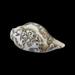 Lord Ram Ji carved in Vamavarti Left hand Shankh