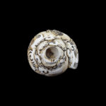 Lord Ram Ji carved in Vamavarti Left hand Shankh
