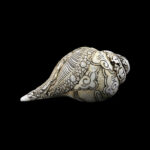 Lord Ram Sita Ji carved in Vamavarti Left hand Shankh