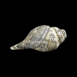Lord Ram Sita Ji carved in Vamavarti Left hand Shankh