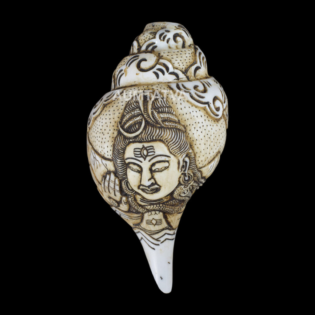 Lord Shiva carved in Vamavarti Left hand Shankh