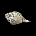 Lord Shiva carved in Vamavarti Left hand Shankh
