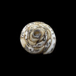 Lord Shiva carved in Vamavarti Left hand Shankh
