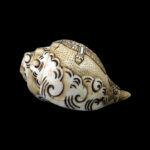 Lord Tirupati Balaji carved in Vamavarti Left hand Shankh