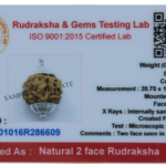 2 Mukhi Rudraksha Pendant/Two Face Rudraksha Pendant - Pure Silver Cap (Lab Certified)