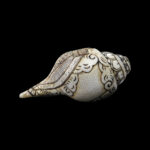 Vishwaroop of Lord Vishnu carved in Vamavarti Left hand Shankh