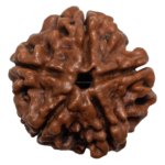 5 Mukhi Rudraksha/Five Face Rudraksha - Lab Certified