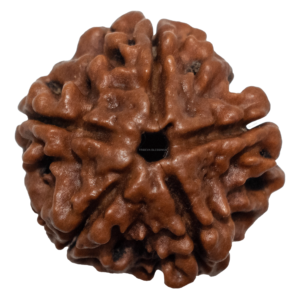 5 Mukhi Rudraksha/Five Face Rudraksha - Lab Certified