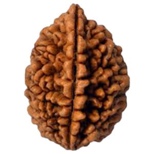 2 Mukhi Rudraksha