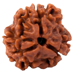 3 Mukhi Rudraksha