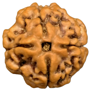4 Mukhi Rudraksha