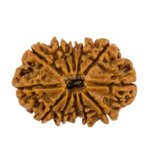 Nepali Rudraksha