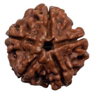 rudraksha